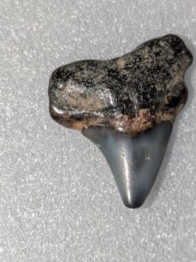 Mixed Shark Tooth Fossil Lot From Venice Florida